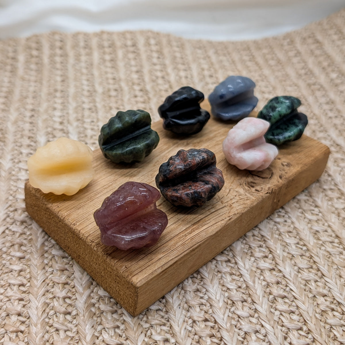 Kleine Muscheln (8 Varianten)