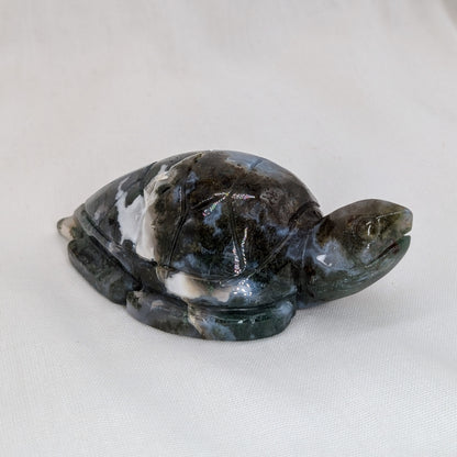 Moosachat Schildkröte [C]