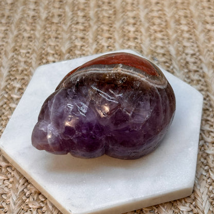 Amethyst Muschel mit mexikanischem Lace Achat