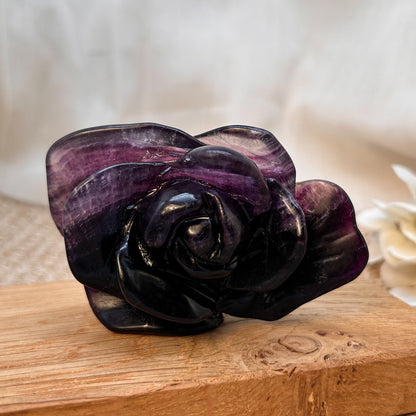 Lila Fluorit Blume / Rose