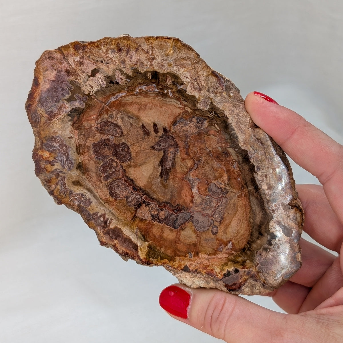 Versteinertes Holz Scheibe [VE]