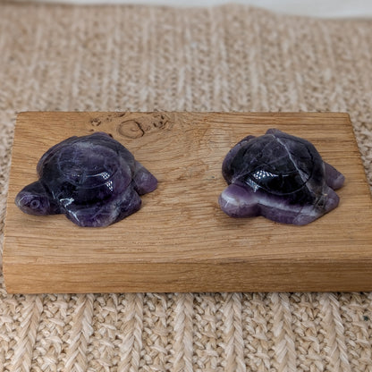 Amethyst Schildkröte [A+B]