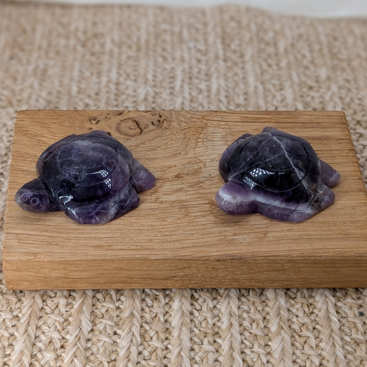 Amethyst Schildkröte [A+B]