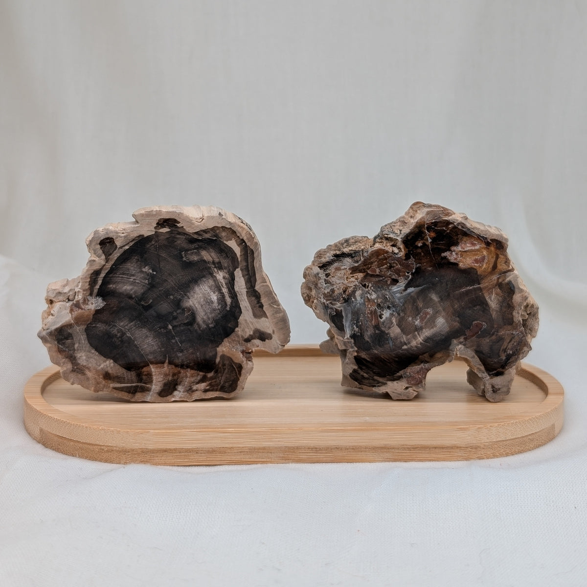 Versteinertes Holz Scheibe [A+B]